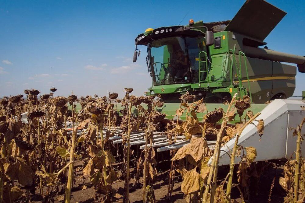 В Аткарском районе собрали 90 тысяч тонн семян подсолнечника